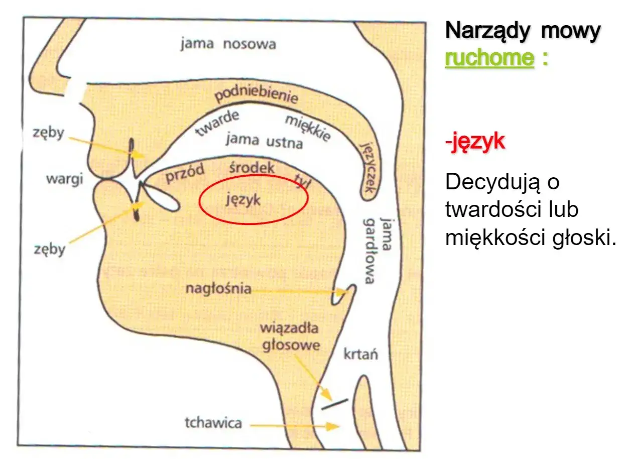 Schemat narządów mowy z zaznaczonym językiem, który decyduje o twardości lub miękkości głoski.